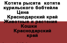 Котята-рысята, котята курильского бобтейла › Цена ­ 25 000 - Краснодарский край Животные и растения » Кошки   . Краснодарский край